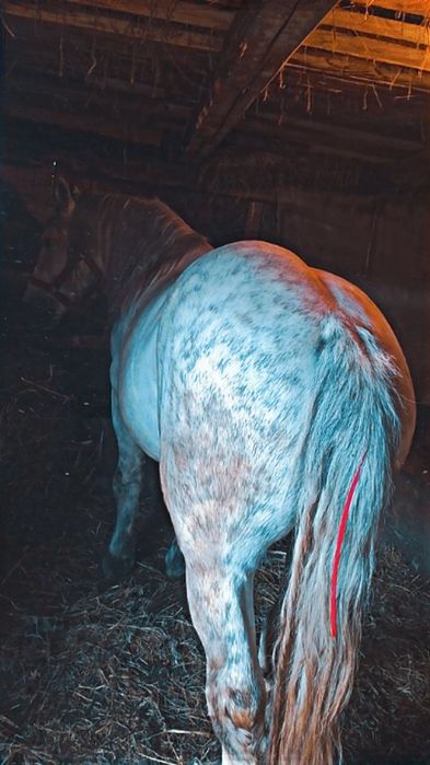 Vând armăsar foarte cuminte și blând