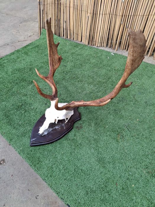 Много красив трофей от Елен лопатар.