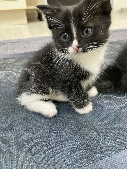 Отдам Котят в хорошие руки