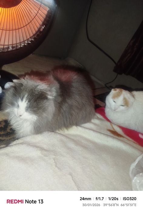 Mushak chalar donasi 1 milyondan onasi boʻgʻoz