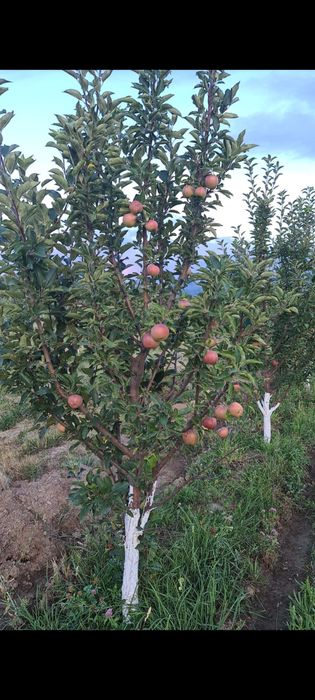 Сад яблоневый Иссык