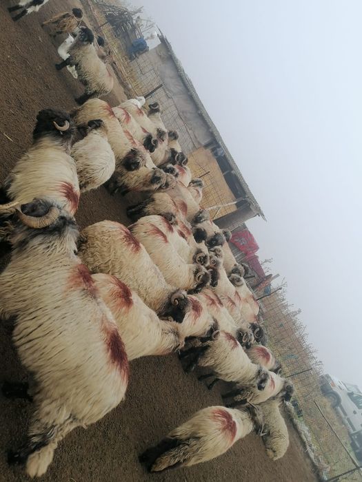 Se vând 50 bucăți