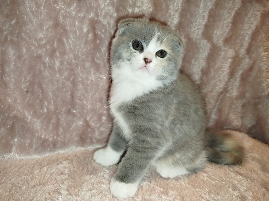 Котенок Шотландской вислоухой