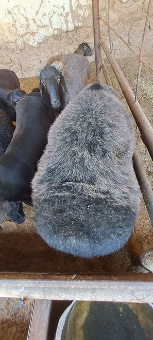 Qurbonlik uchun sogʻlom qoʻchqorlar narxi kelishimiz toza boqilgan