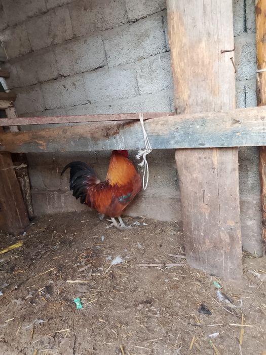 Қораз сатылады домашний