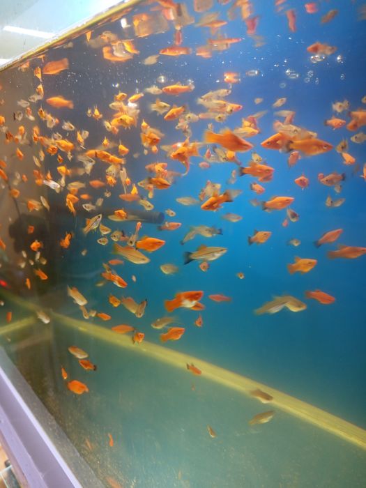 Аквариумный рыбки