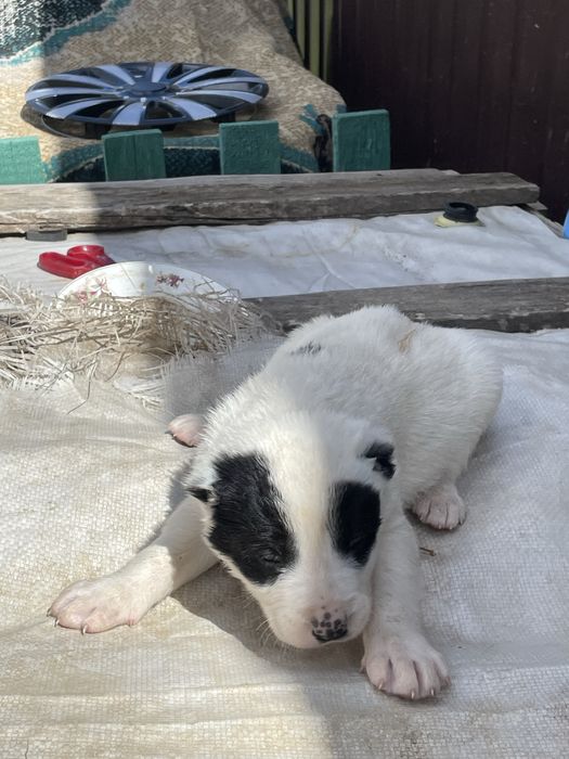 продам щенки алабая