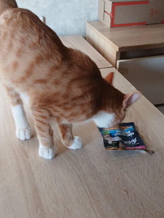 Дарю шикарного котика