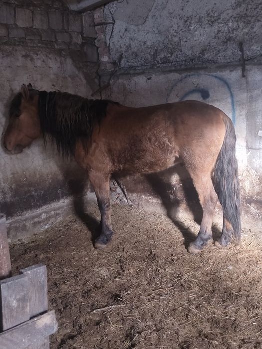 продам муғалжара либо обмен на бие