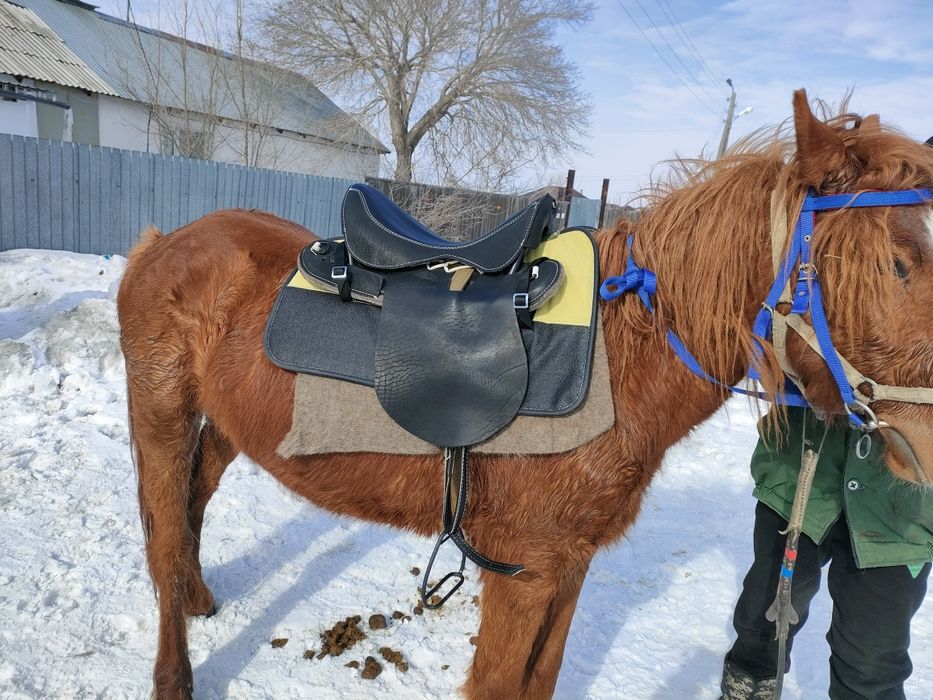 Продам новые сёдла кавалерия