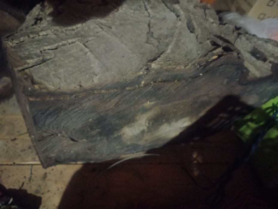 Buturuga, butuc, trunchi, tulpină nuc uscat