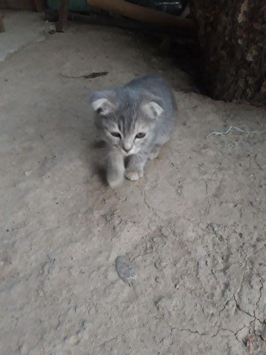 Мушук болалари сотилади. Калта юнгли Британка зотли.