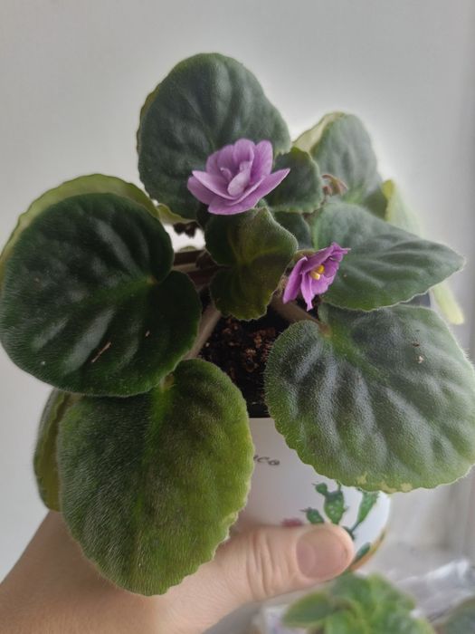 Фиалка сортовая цветущая