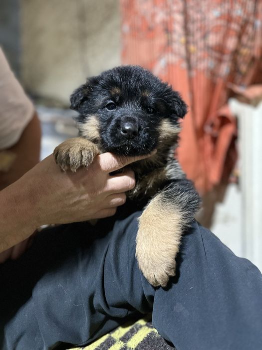 Продам щенков немецкой овчарки