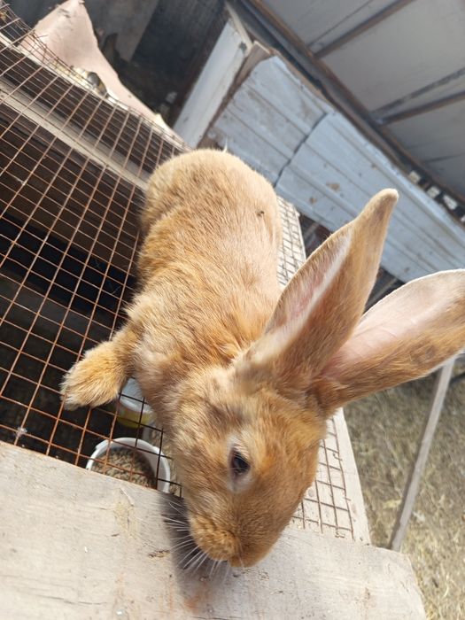 Продаётся кролики