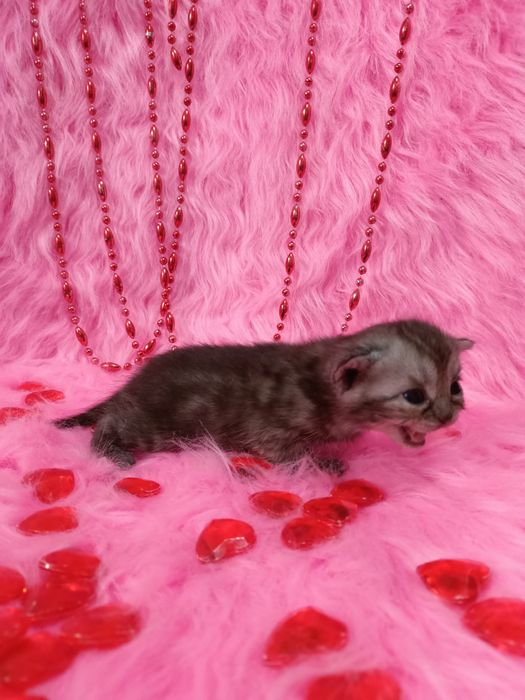 Две Бенгальские котята  девочки