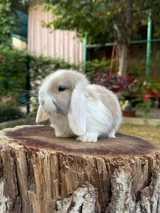 Quyon. Кролик. Dekorativ Karlik Baran quyonchalar