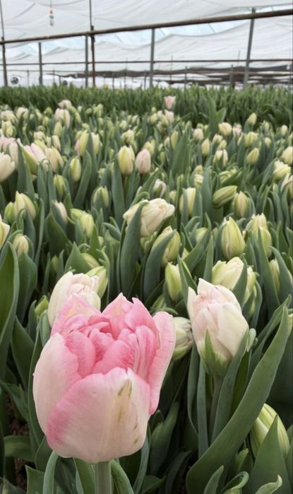 Свежие тюльпаны оптом и в розницу