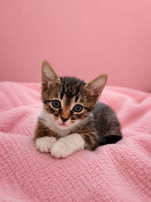 Котенок в добрые руки