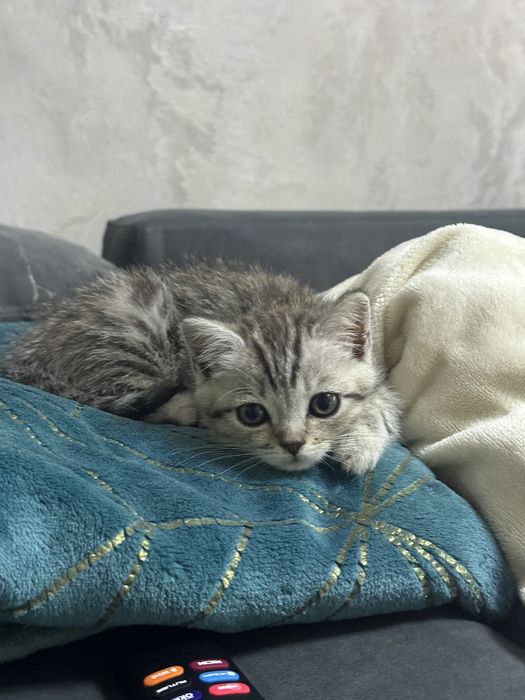Котенок мальчик 2,5