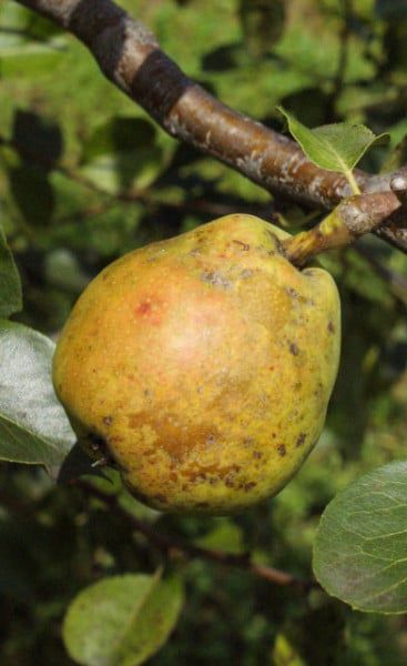 Pomi Fructiferi Străvechi Glia Strămoșească (Soiuri de PĂR)