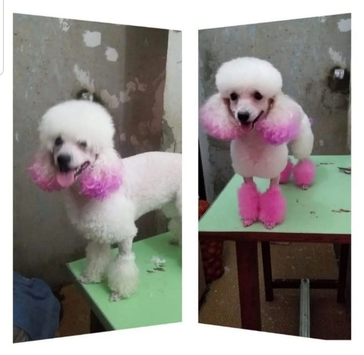 Стрижка собаки..