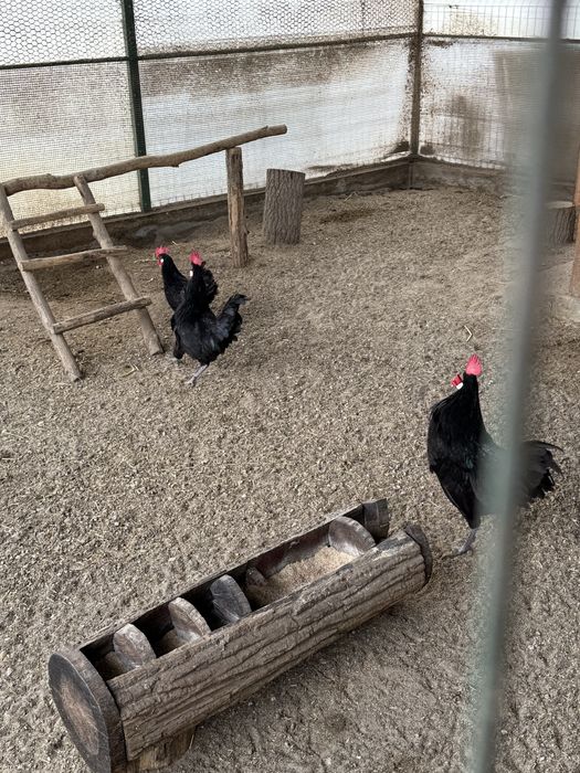 Gaini si Cocosi , la Bresse , combatant indian urias! Olive