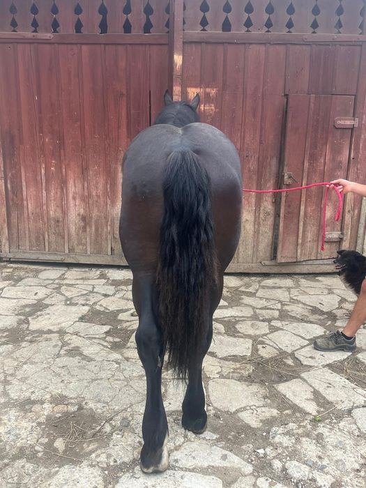 Manz de 1 an din tata Percheron