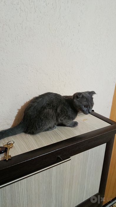 Британский домашний кот