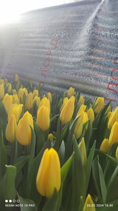 Голландские тюльпаны к 8 Марта!