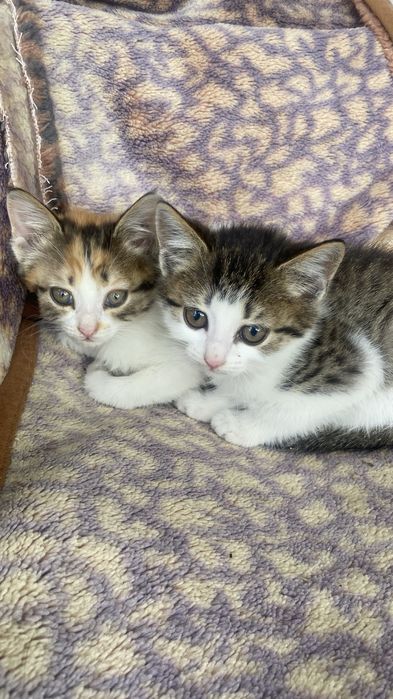 Котята в добрые руки .