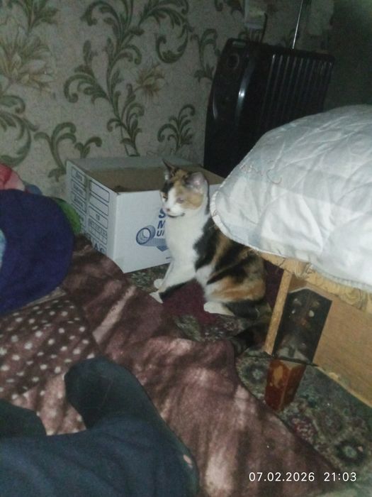 Мушукча хадяга яхши инсонларга