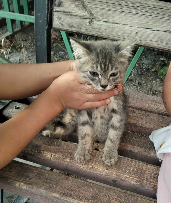 Котенок в добрые руки