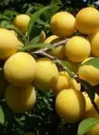 Prun (Soiul Hekman Alb )