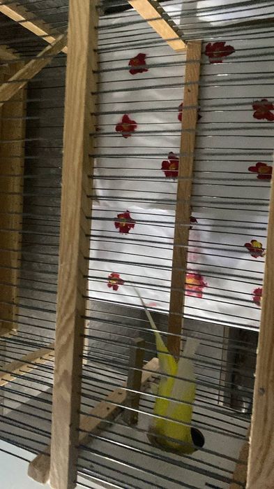 Валнисти папугай para  
Валнисти радужный