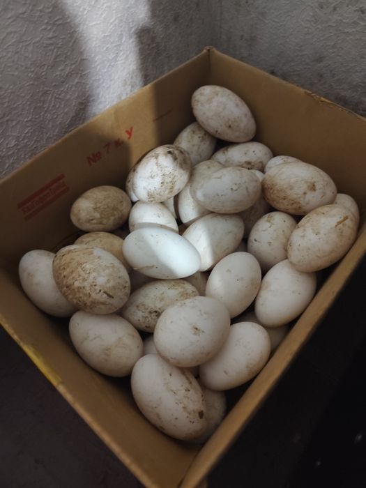 Гуси серой породы