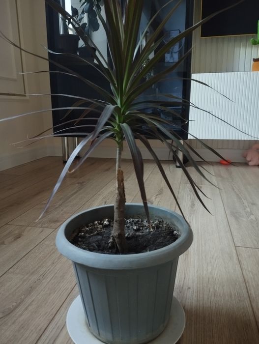 Продам комнатные цветы