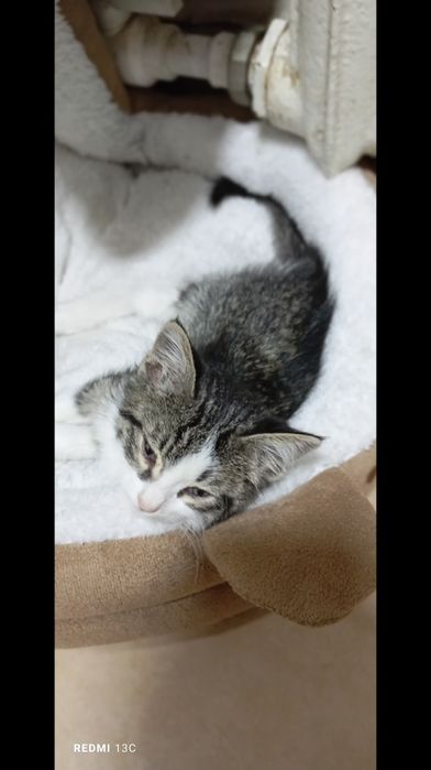 Животные кошки даром