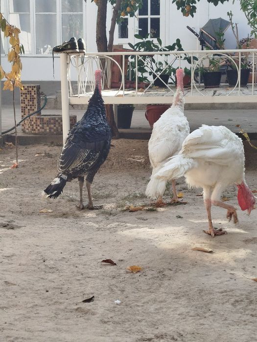 Куркалар сотилади.