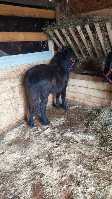 !!URGENT!! Vând ponei armăsar talie medie negru