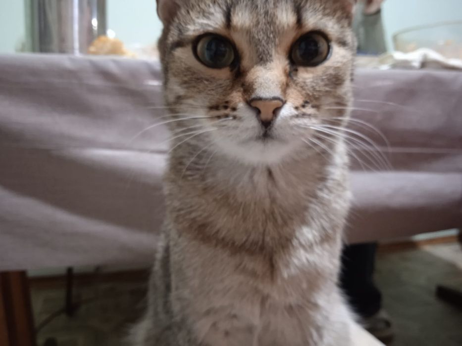 Отдам в хорошие руки