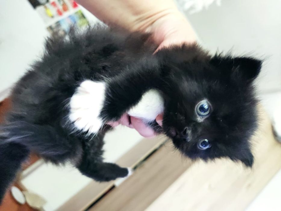 Отдам котят в добрые руки.

Возраст — 1,5 месяца.

Котята здоровые, ак