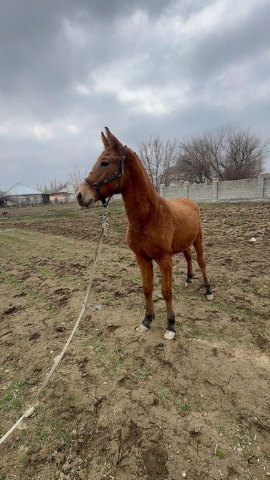 Жаксы ири тайлар сатылады