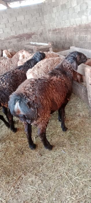 Продам Гиссарских баранчиков