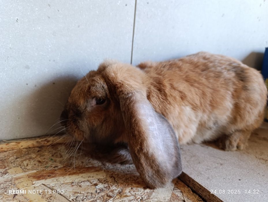 Кролики французский баран