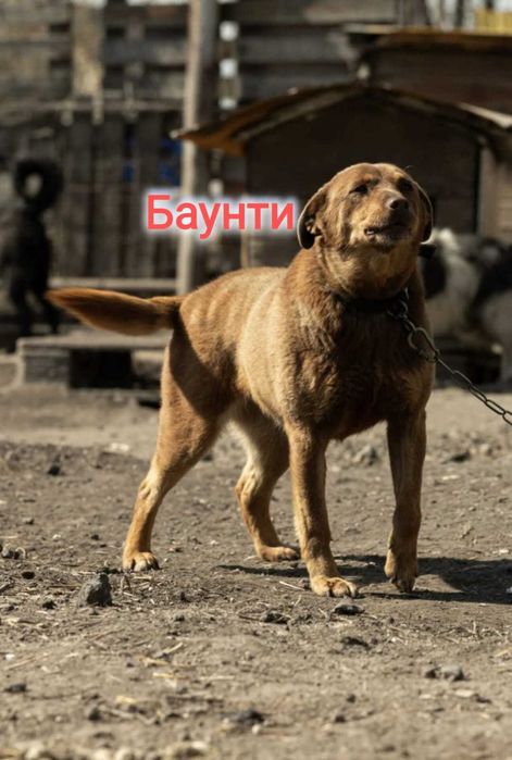 Дарю в добрые и ответственные руки