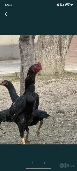 Bobo horoz Turk 1 tule