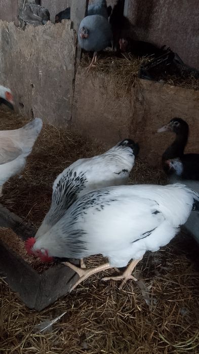 Продам домашний петуха