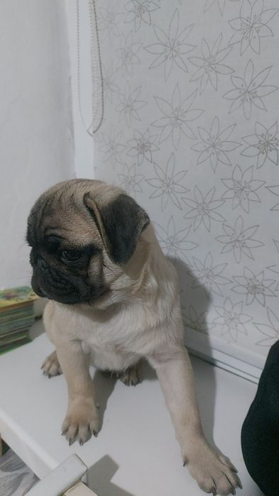 Продам мопс девочка