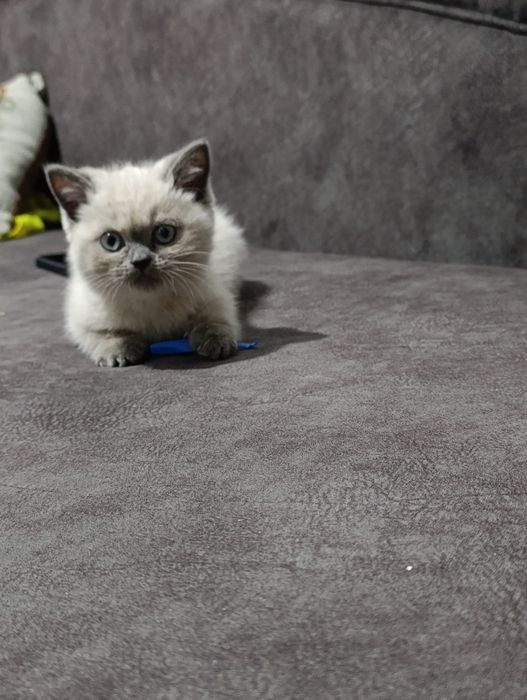 Котенок 2мес, шотландский вислоухий!